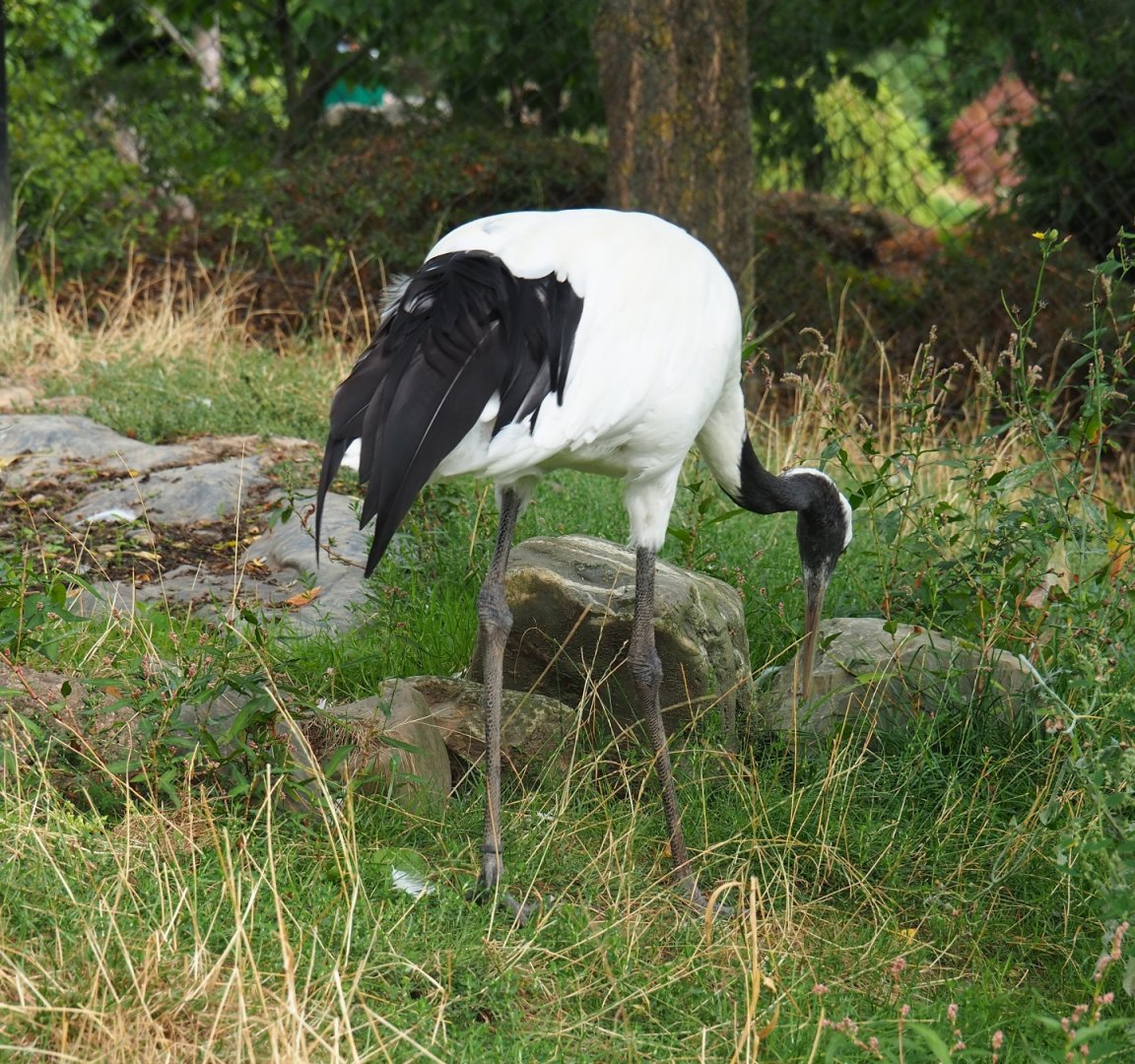 Red-crowned crane (Grus japonensis) foraging (Aug 28th, 2018)