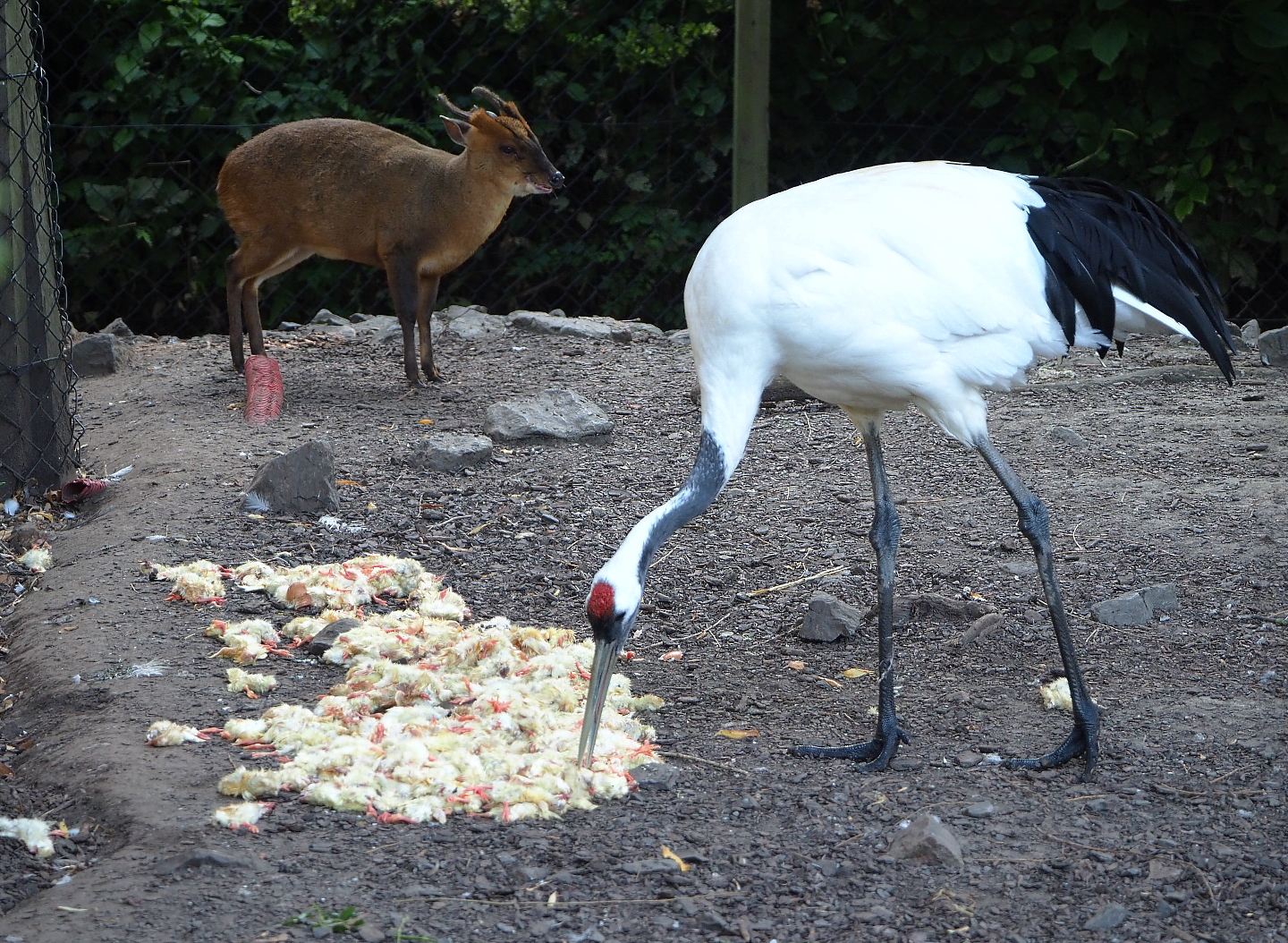 Red-crowned crane (Grus japonensis) helping itself to one-day chick breakfast, 2021-09-03