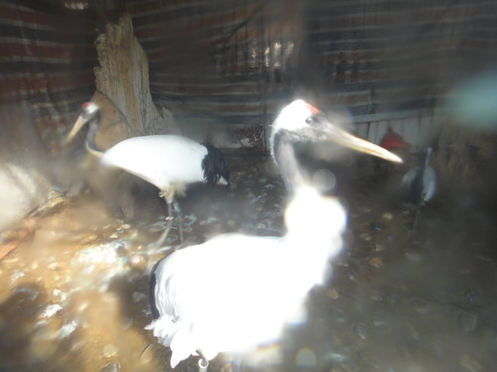 Red-crowned crane (Grus japonensis) in the winter house