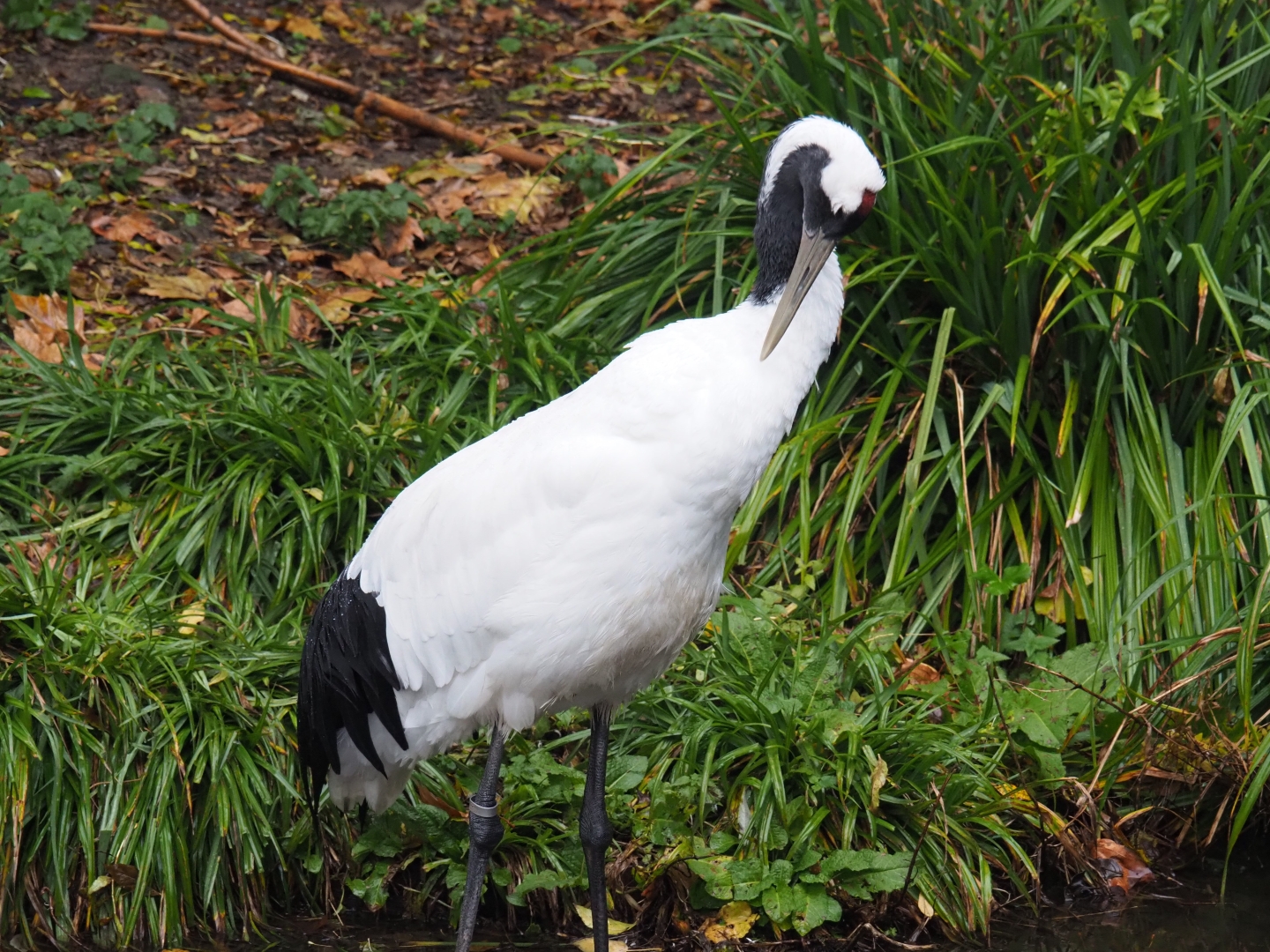 Red-crowned crane (Grus japonensis), Nov 10th, 2018