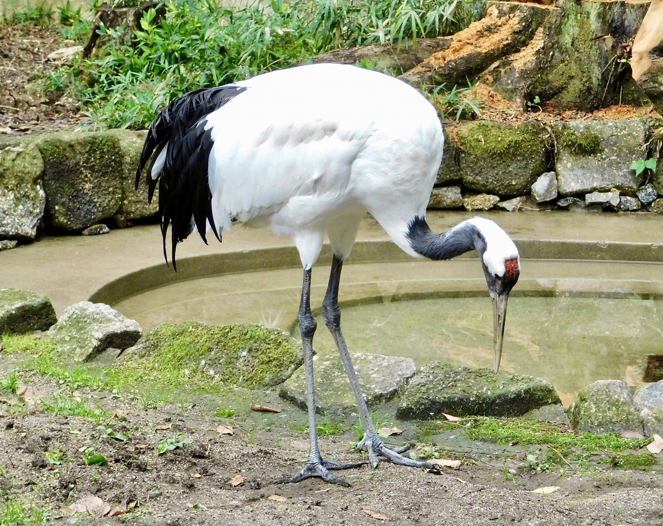 Red-Crowned Crane (Grus japonensis) November 1, 2025