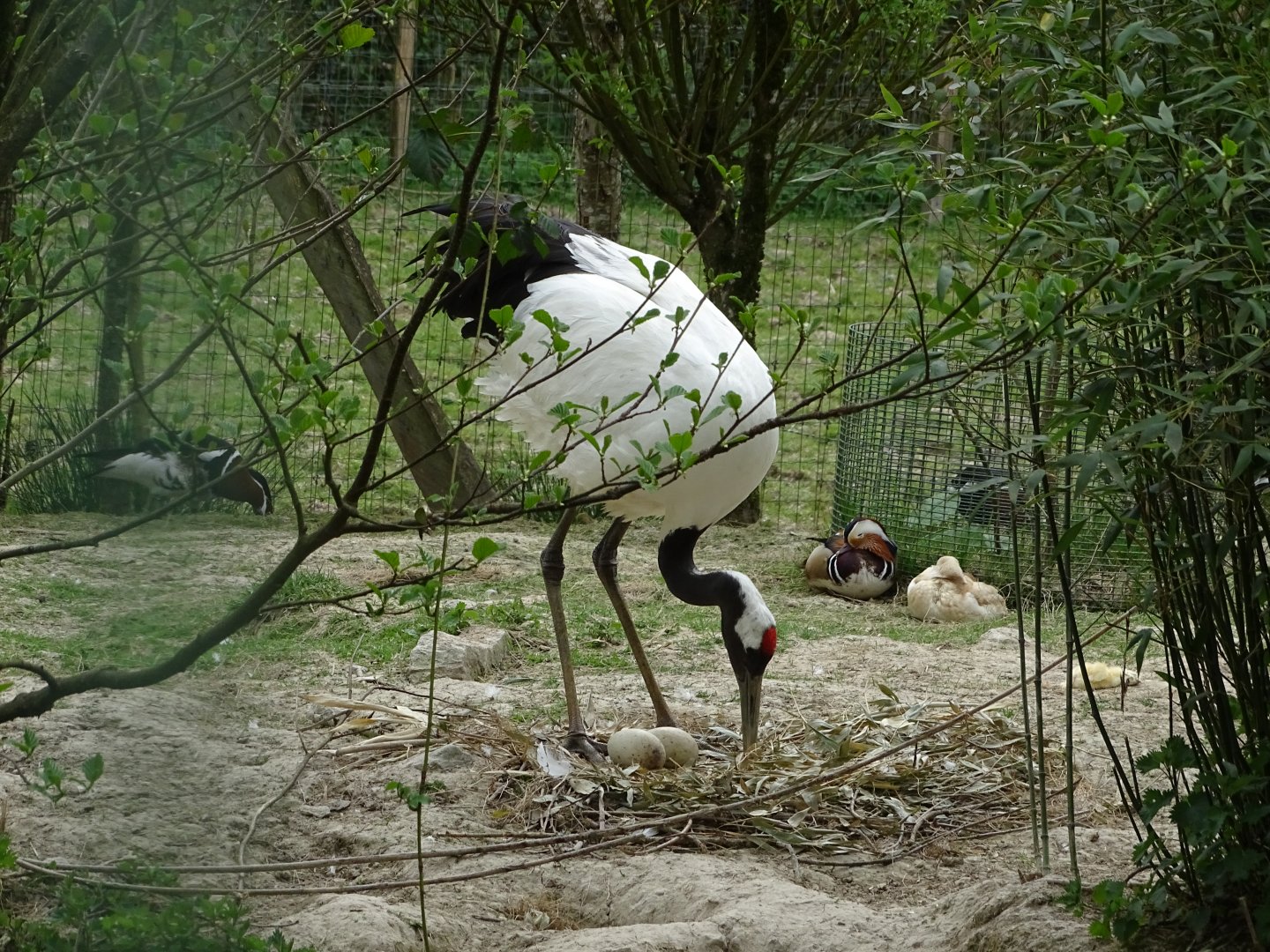Red-crowned crane (Grus japonensis)- Parc animalier d'Ecouves