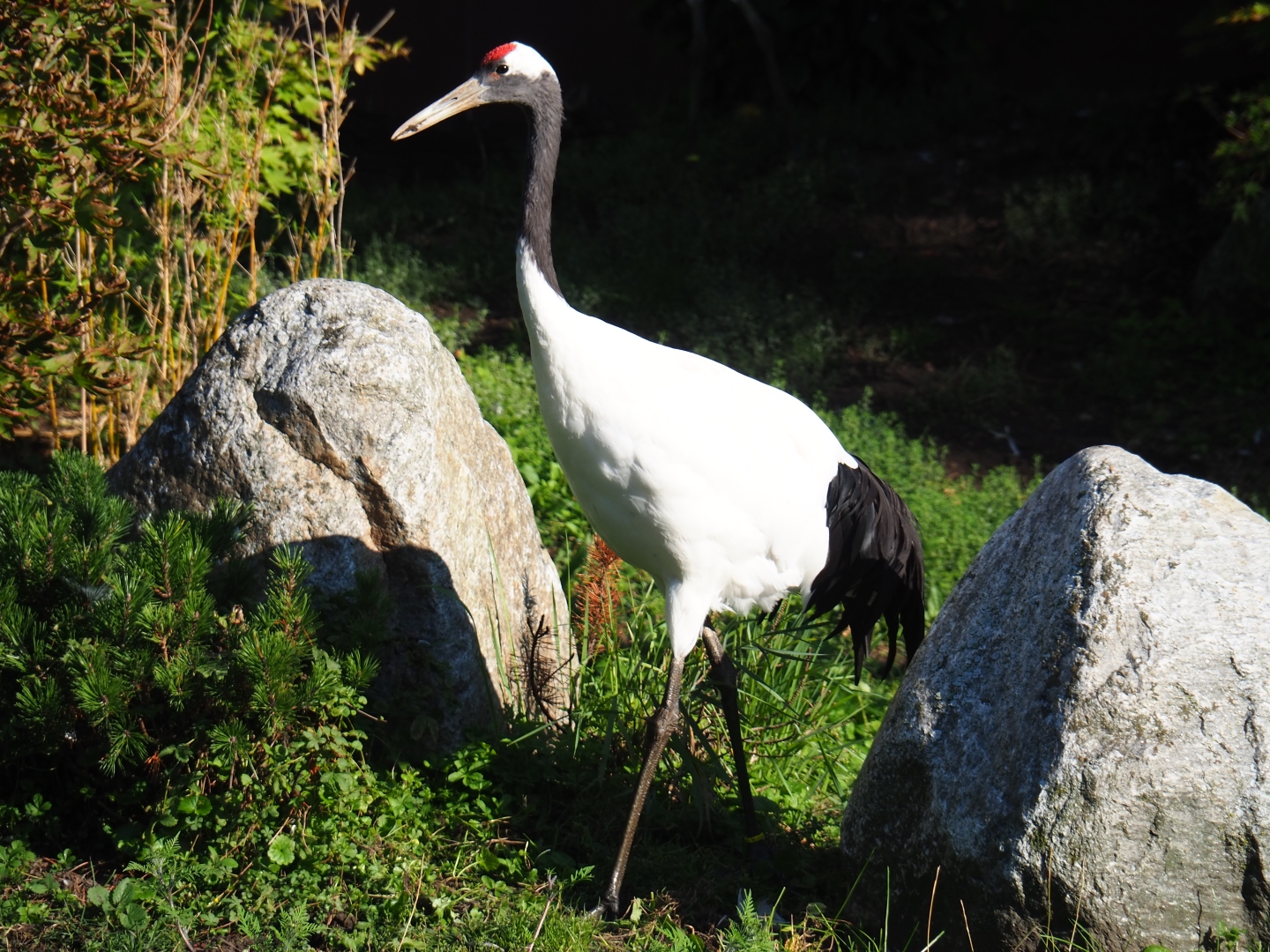 Red-crowned crane (Grus japonensis), Sep 2nd, 2018