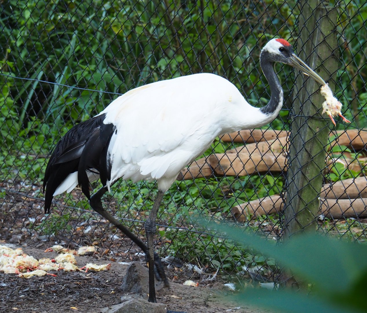 Red-crowned crane (Grus japonensis) with one-day chick breakfast, 2021-09-03