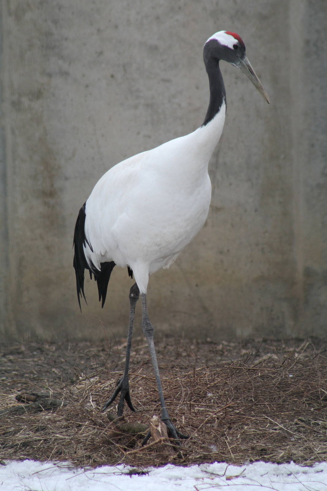 Red-crowned Crane (Grus japonensis)