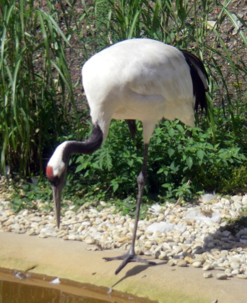 Red-crowned Crane (Grus japonensis)