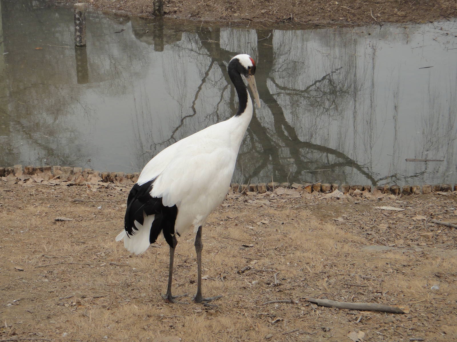 Red-crowned Crane (Grus japonensis)