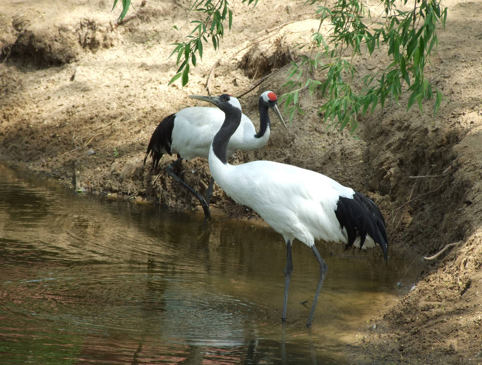 Red-crowned Crane (Grus japonensis)