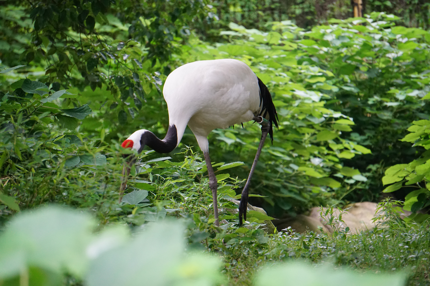 Red-crowned crane (Grus japonensis)