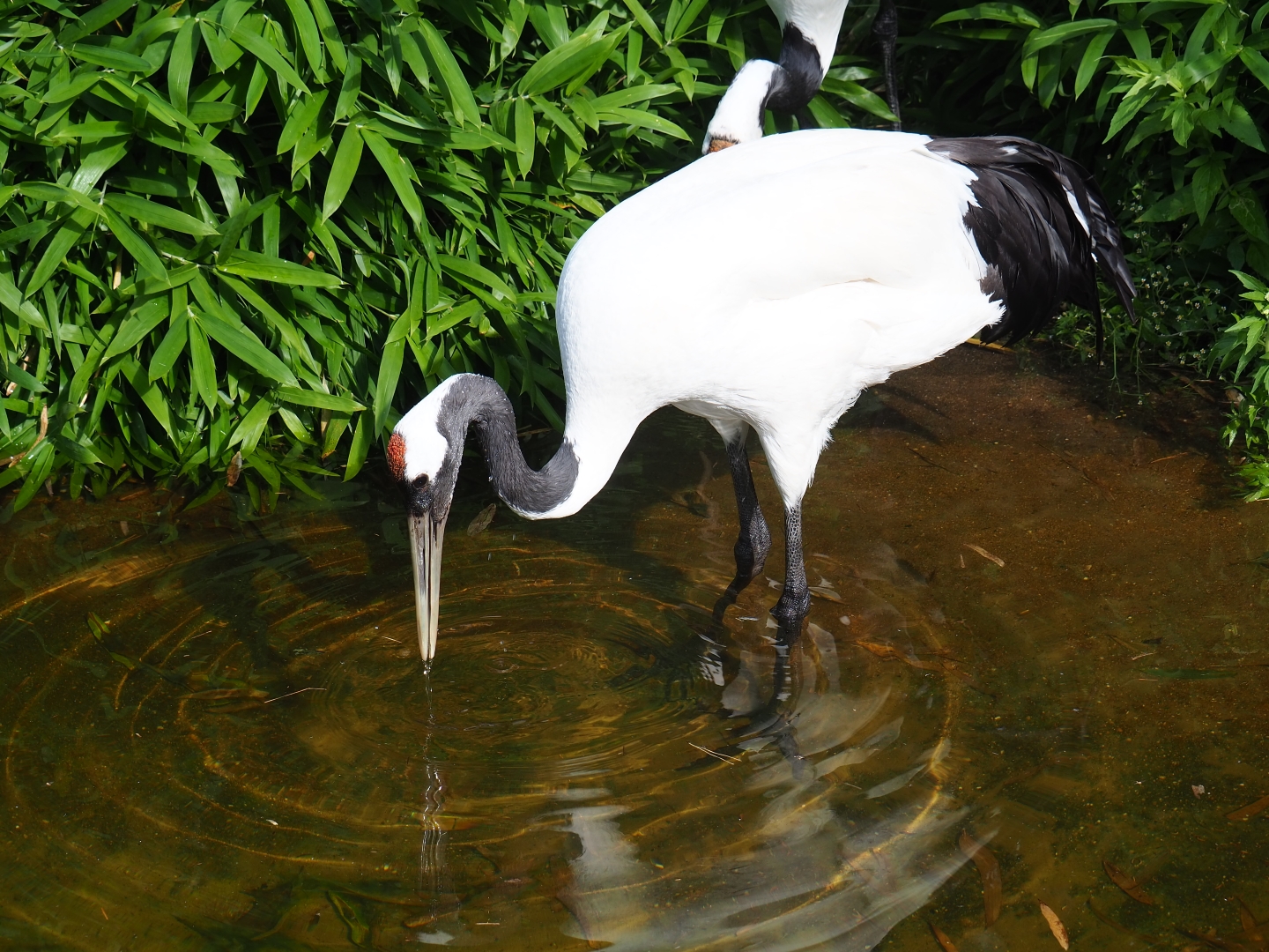 Red crowned crane (Grus japonensis)