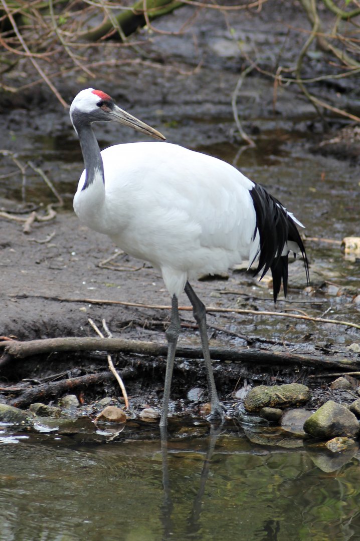 Red-crowned crane (Grus japonensis)