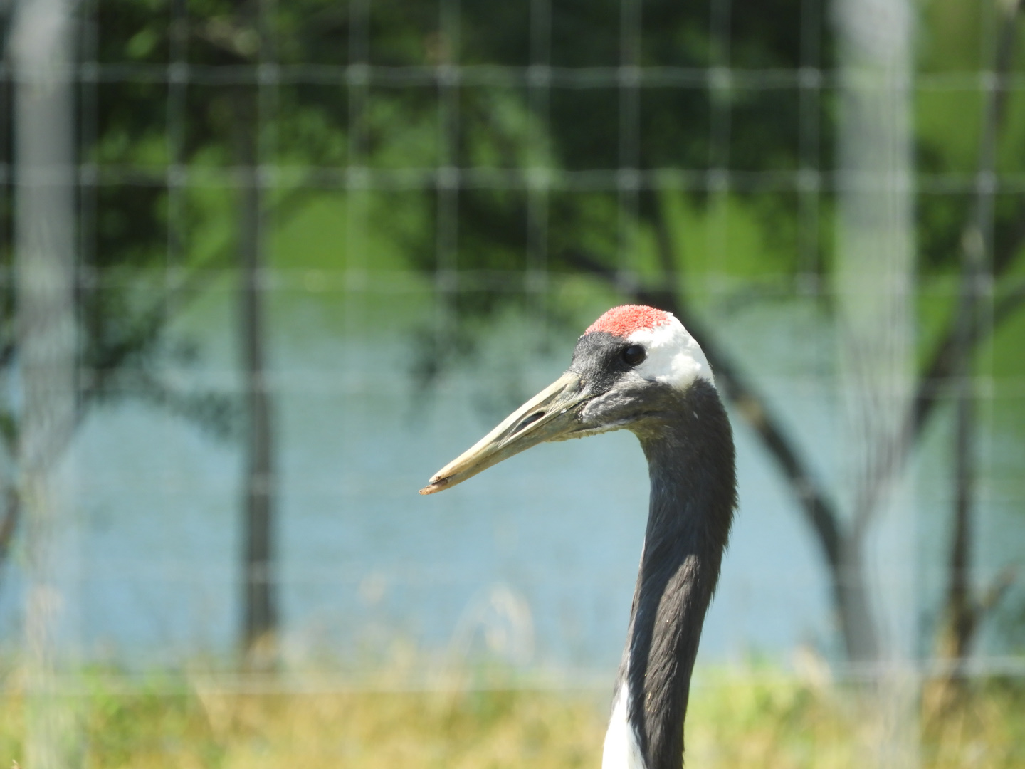 Red-crowned Crane (Grus japonensis)