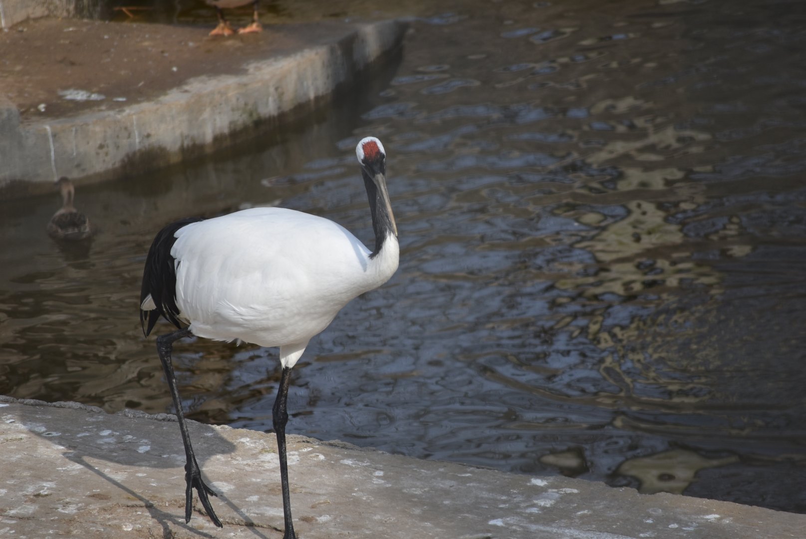 Red-crowned Crane（Grus japonensis）