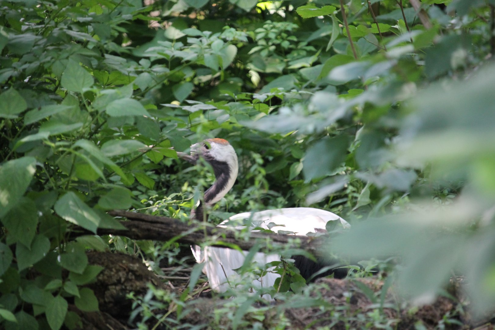 Red-crowned crane (Grus japonensis)