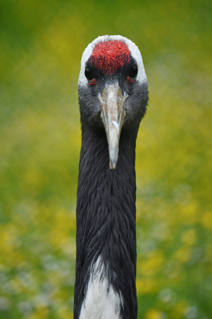 Red-crowned Crane Grus japonensis