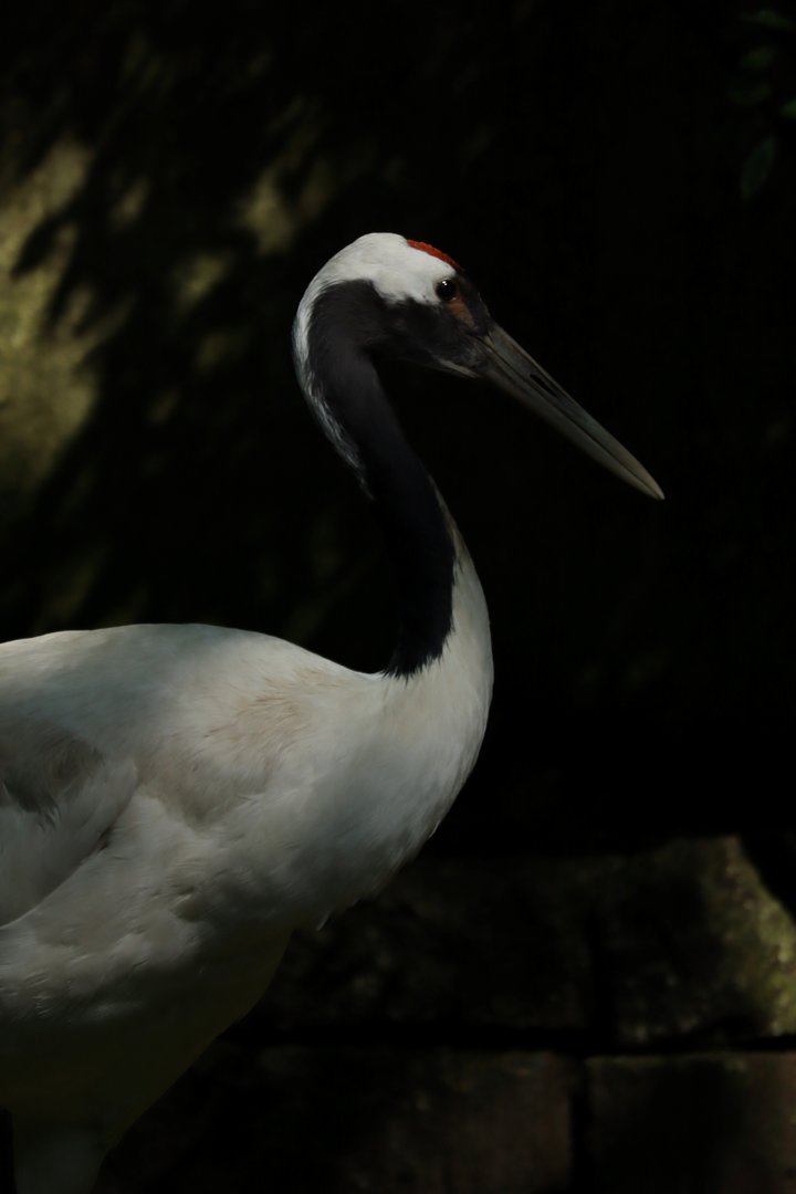 Red-crowned crane (Grus japonensis)