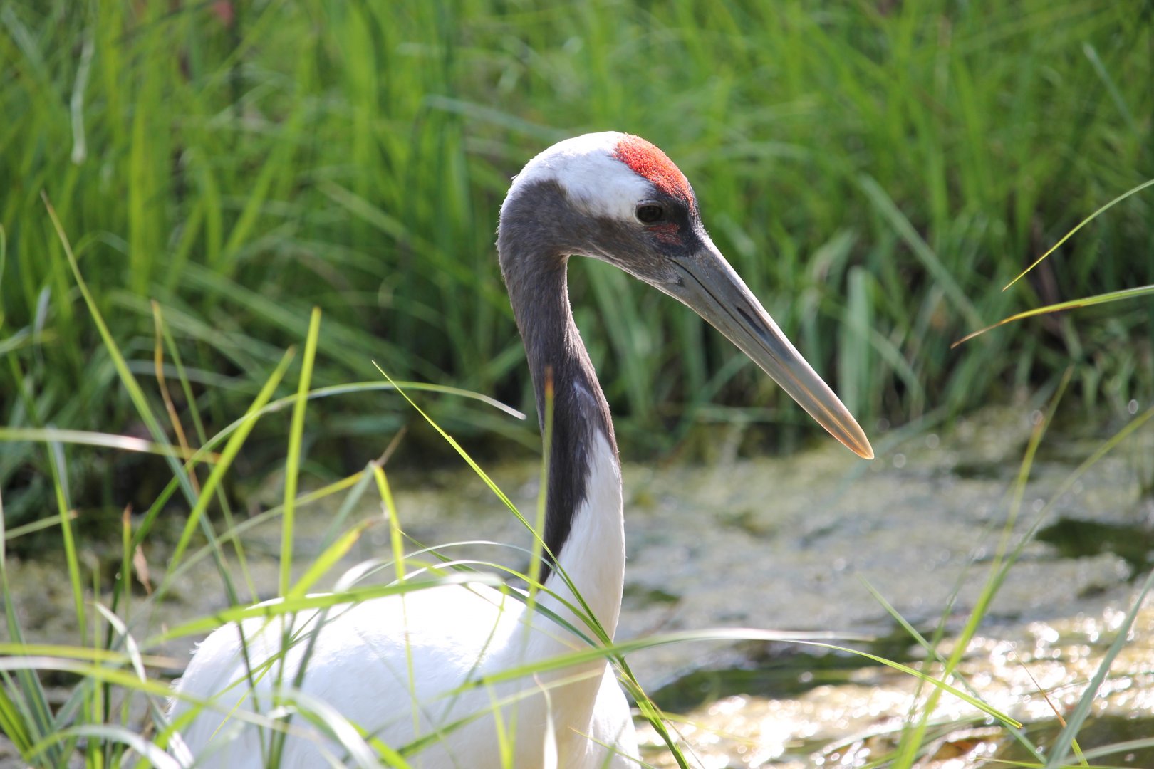Red-crowned crane (Grus japonensis)