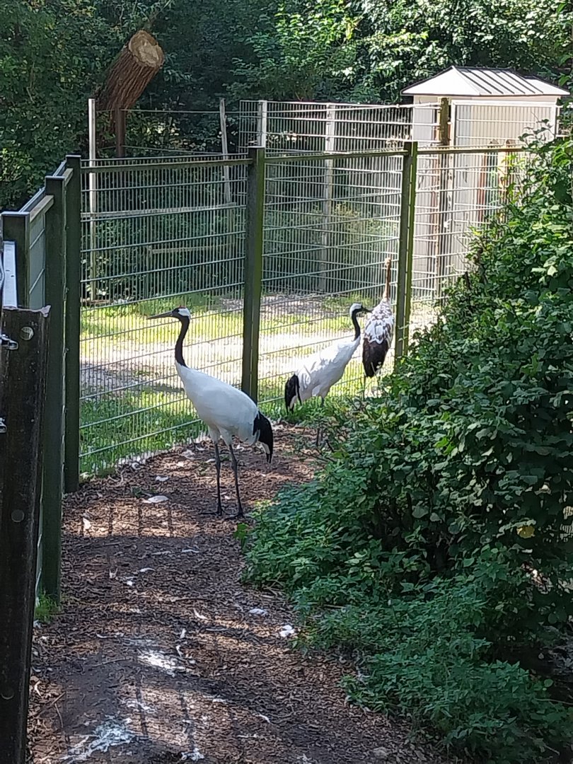 Red-crowned crane (Grus japonensis)