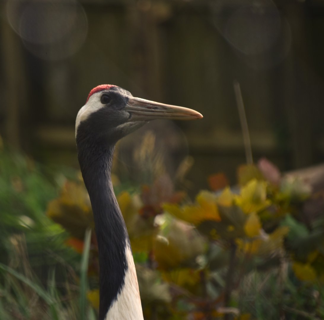 Red-crowned crane, Grus japonensis