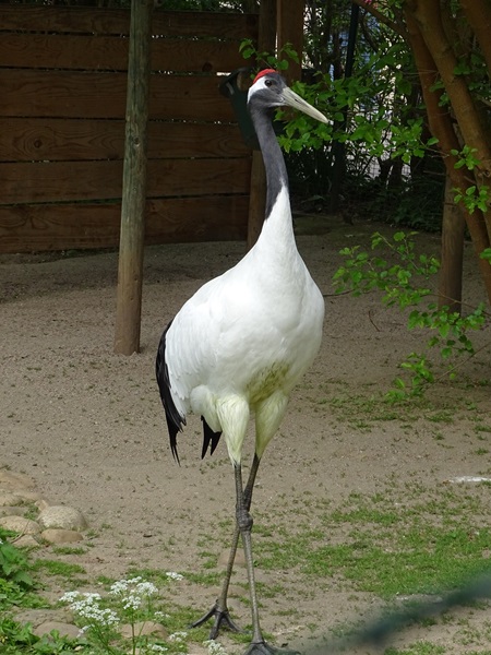 Red-crowned crane (Grus japonensis)