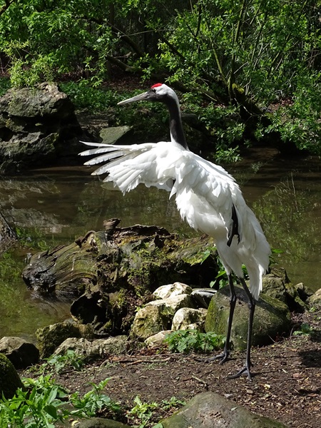 Red-crowned crane (Grus japonensis)