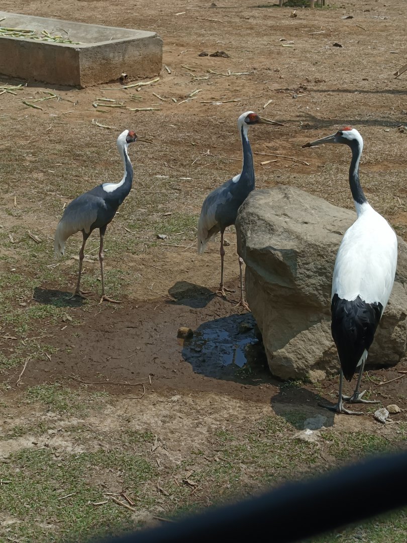 Red-crowned Crane (Grus japonensis)