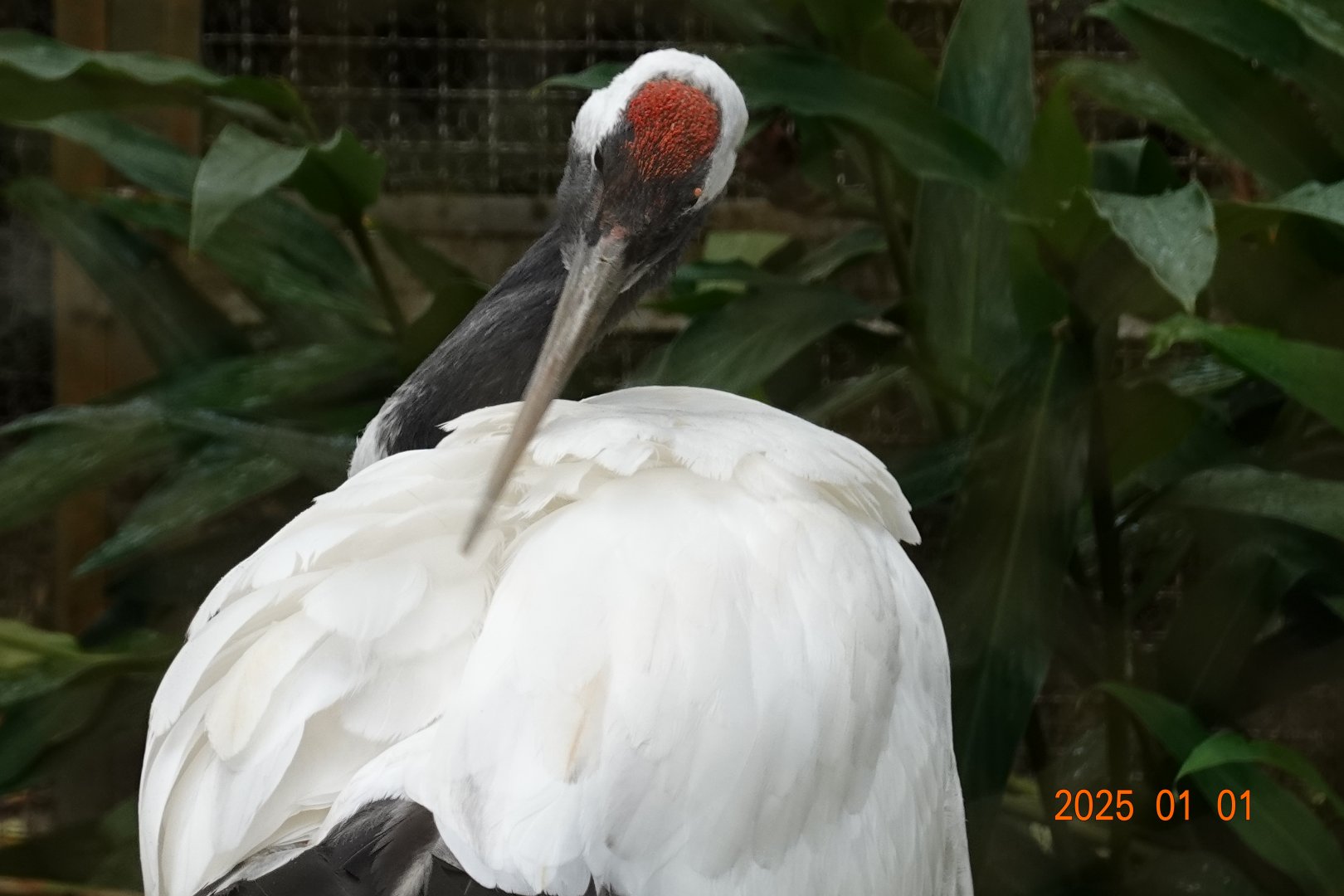 Red-crowned Crane (Grus japonensis)