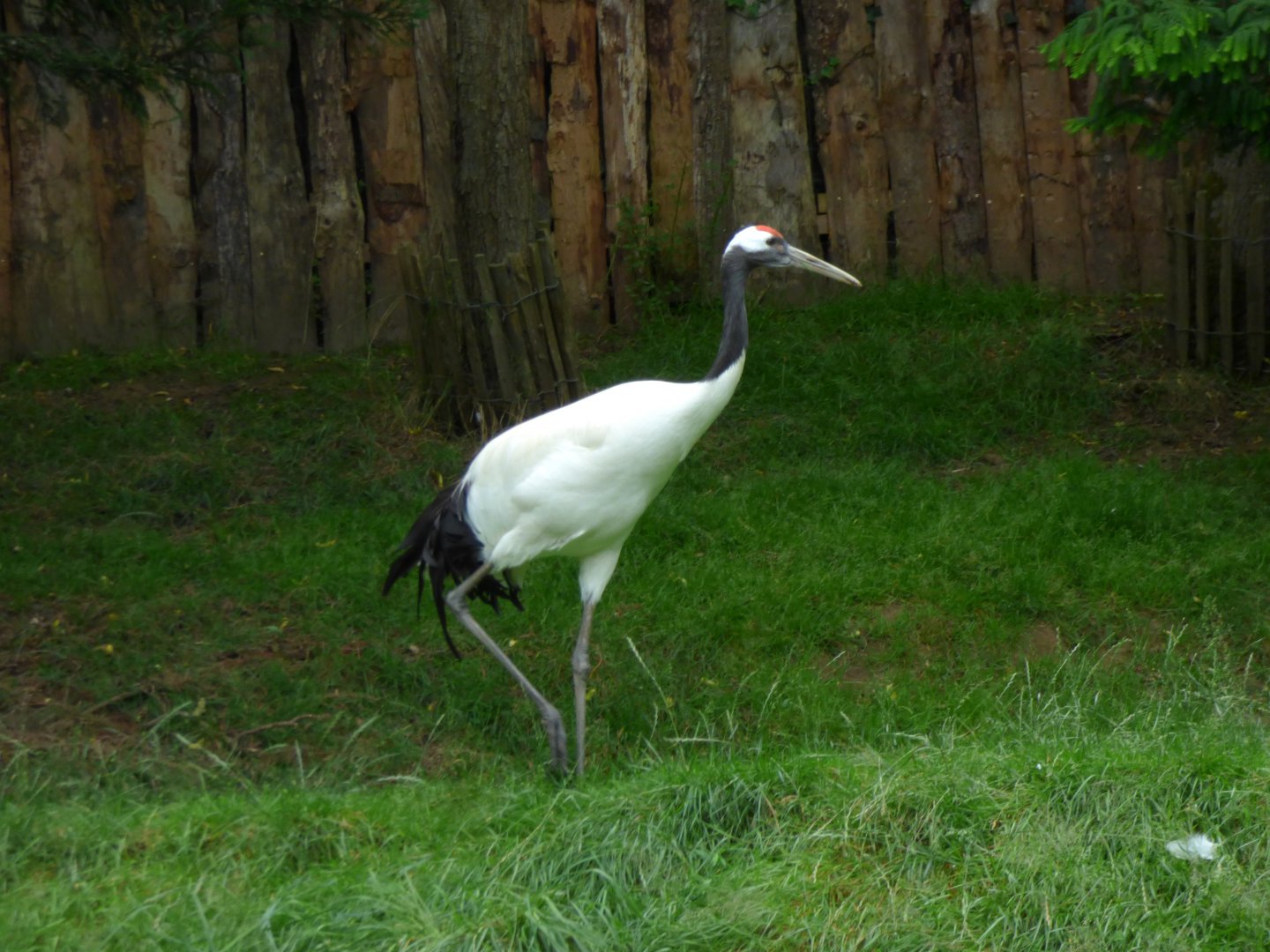 Red-crowned crane (Grus japonensis)