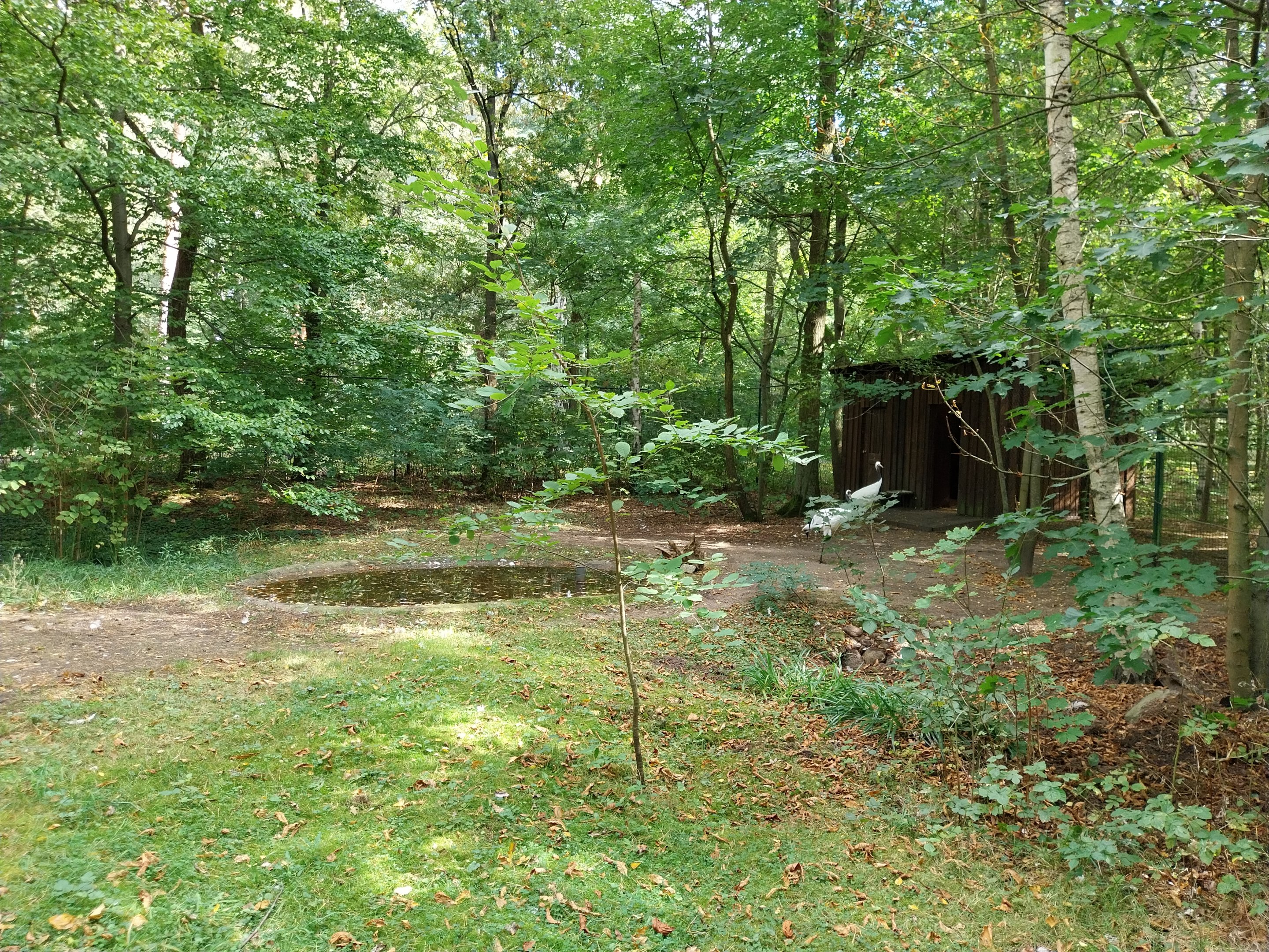 Red-crowned Crane (Grus Japonensis)