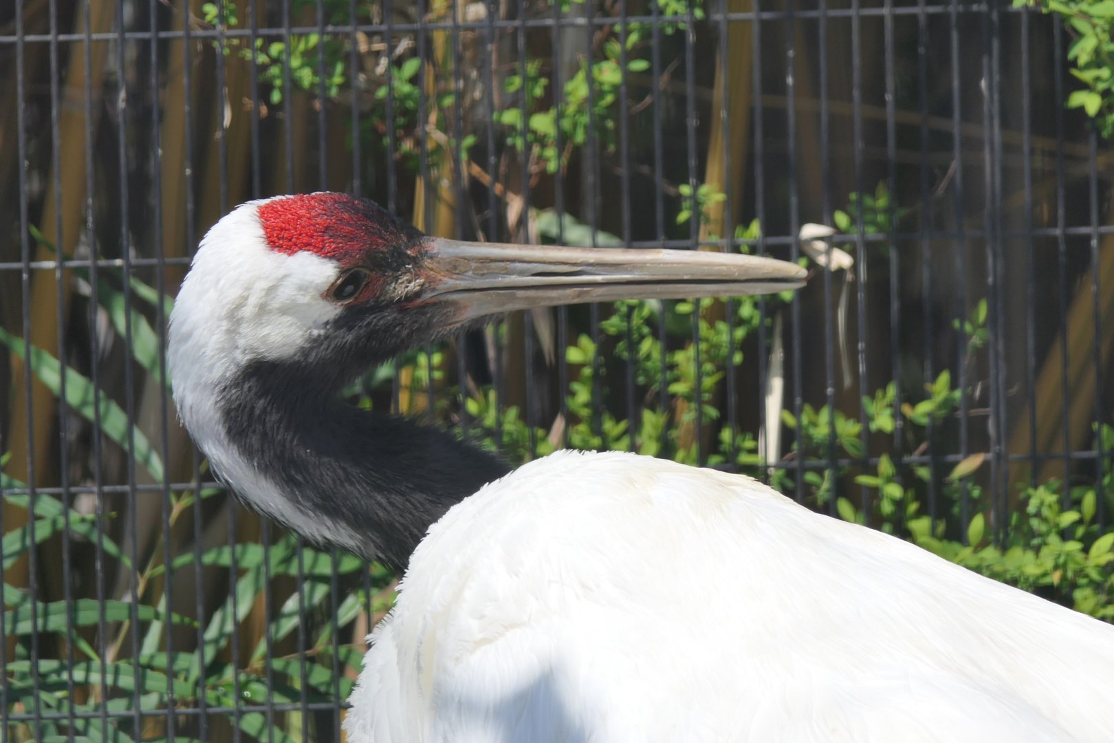 Red-crowned Crane (Grus japonensis)