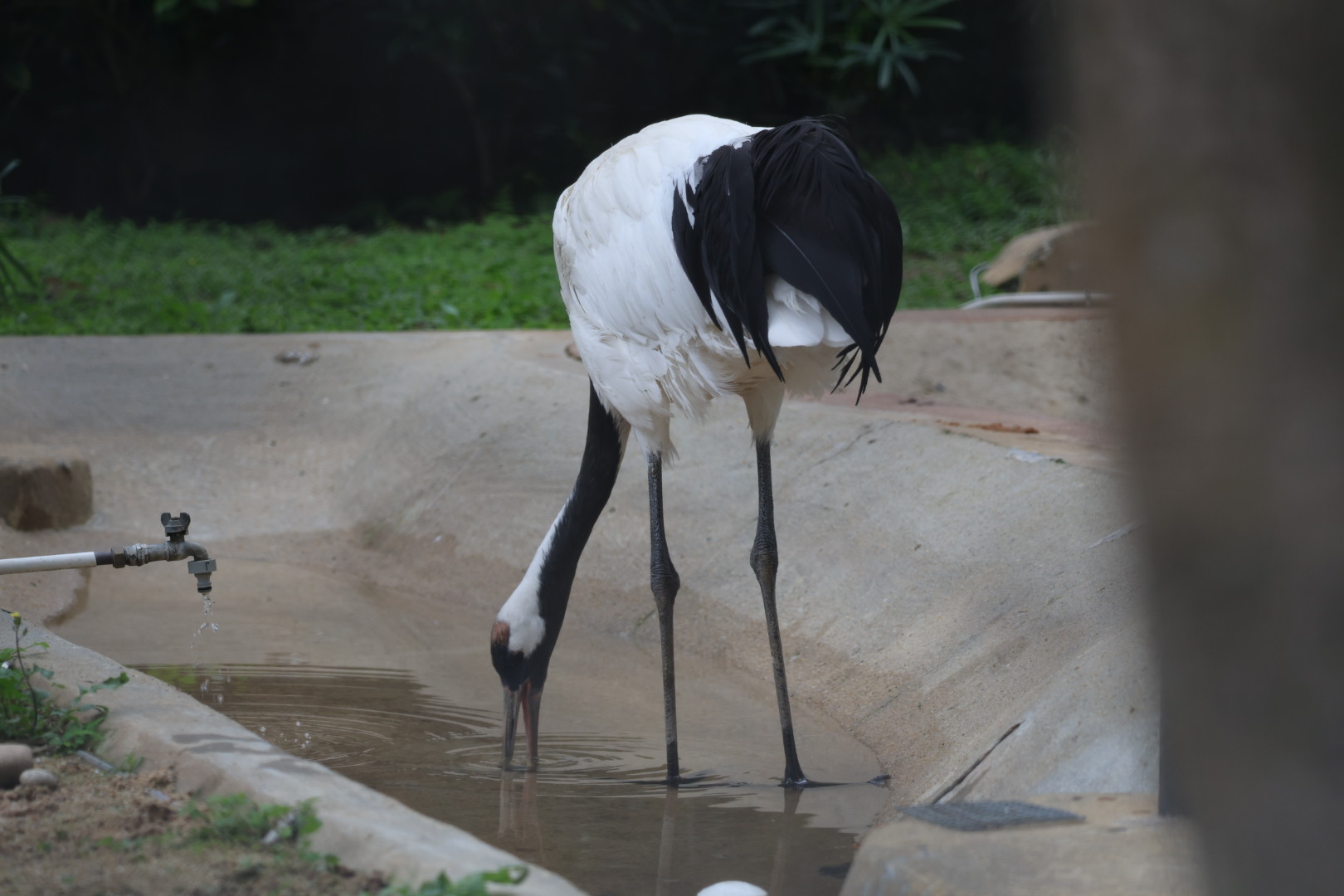Red-crowned crane (Grus japonensis)