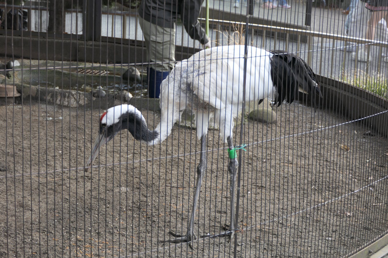 Red-crowned Crane (Grus japonensis)