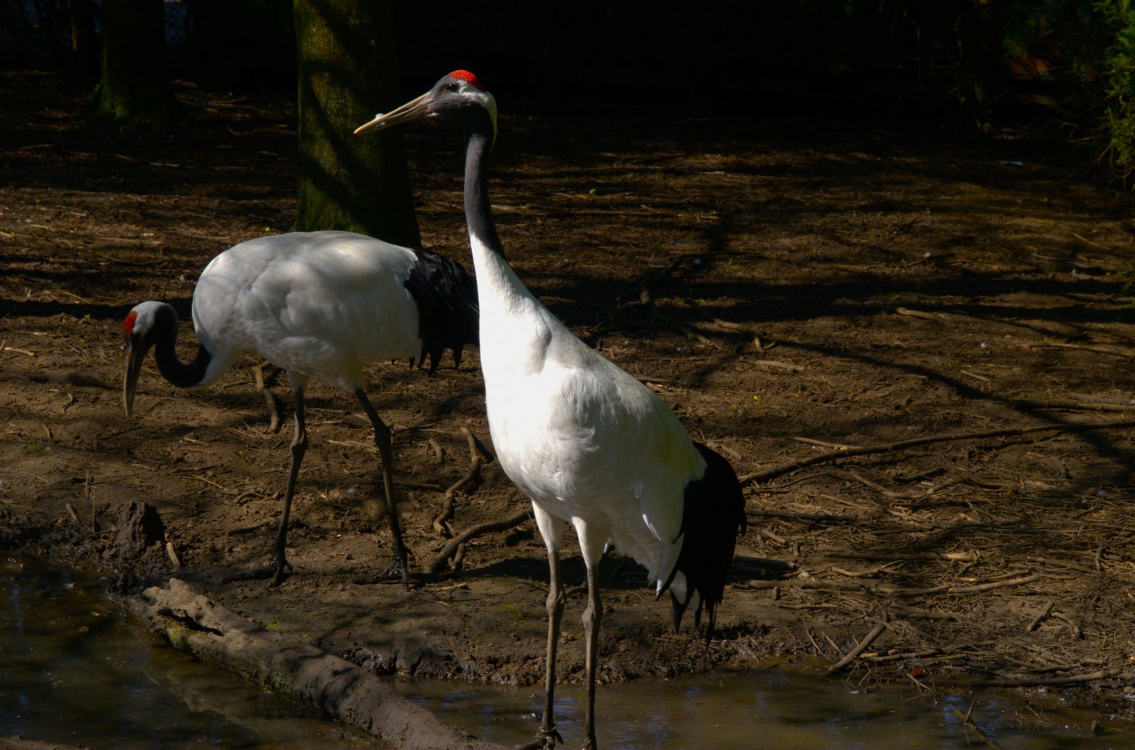 Red-crowned Crane (Grus japonensis)