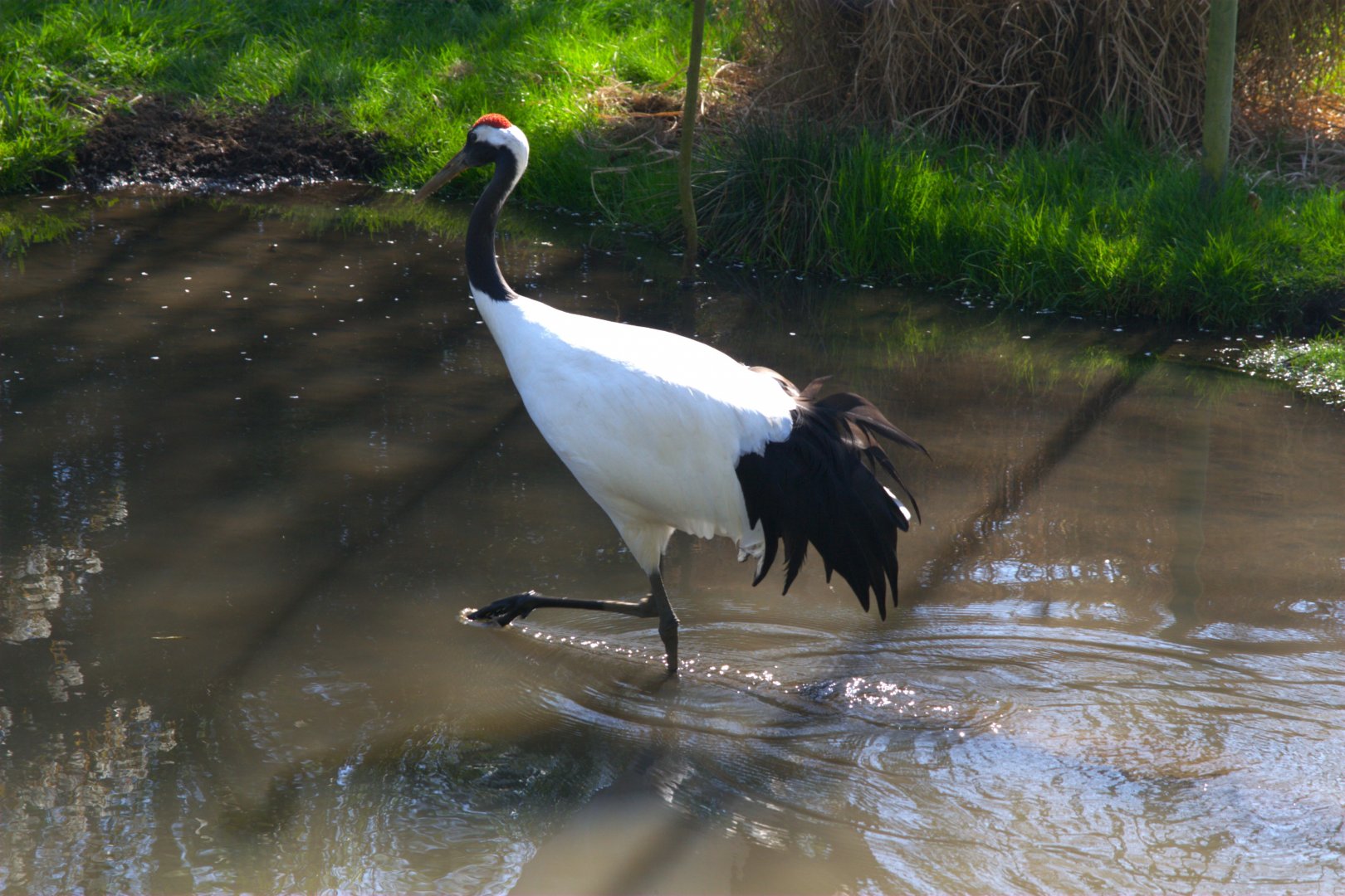 Red-crowned Crane (Grus japonensis)