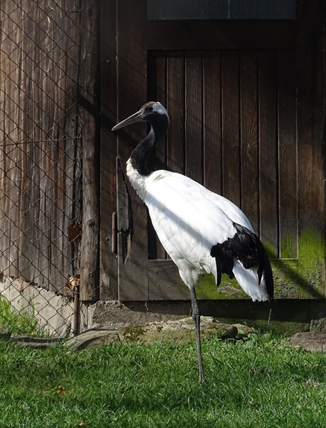 Red-crowned crane (Grus japonensis)