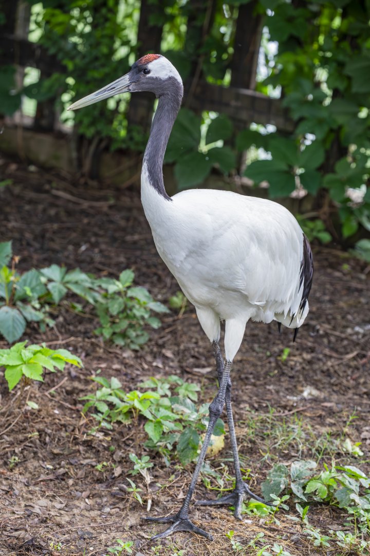 Red-crowned crane (Grus japonensis)