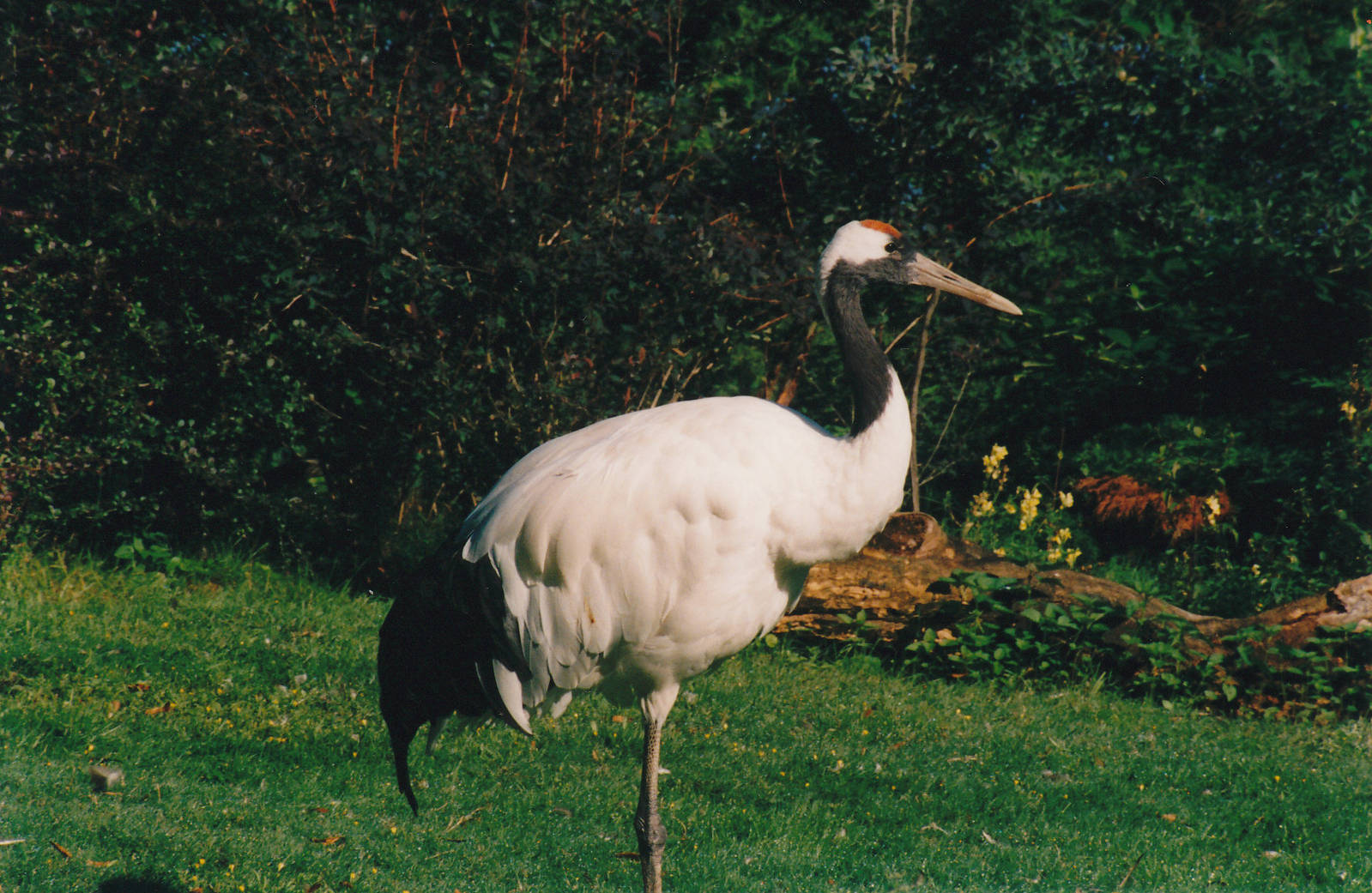 red-crowned crane (Grus japonensis)