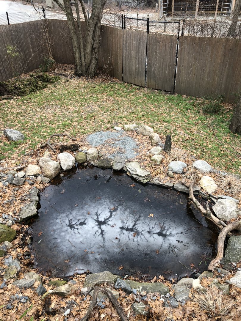 Red Crowned Crane Habitat (Mid) - Feb, 2020