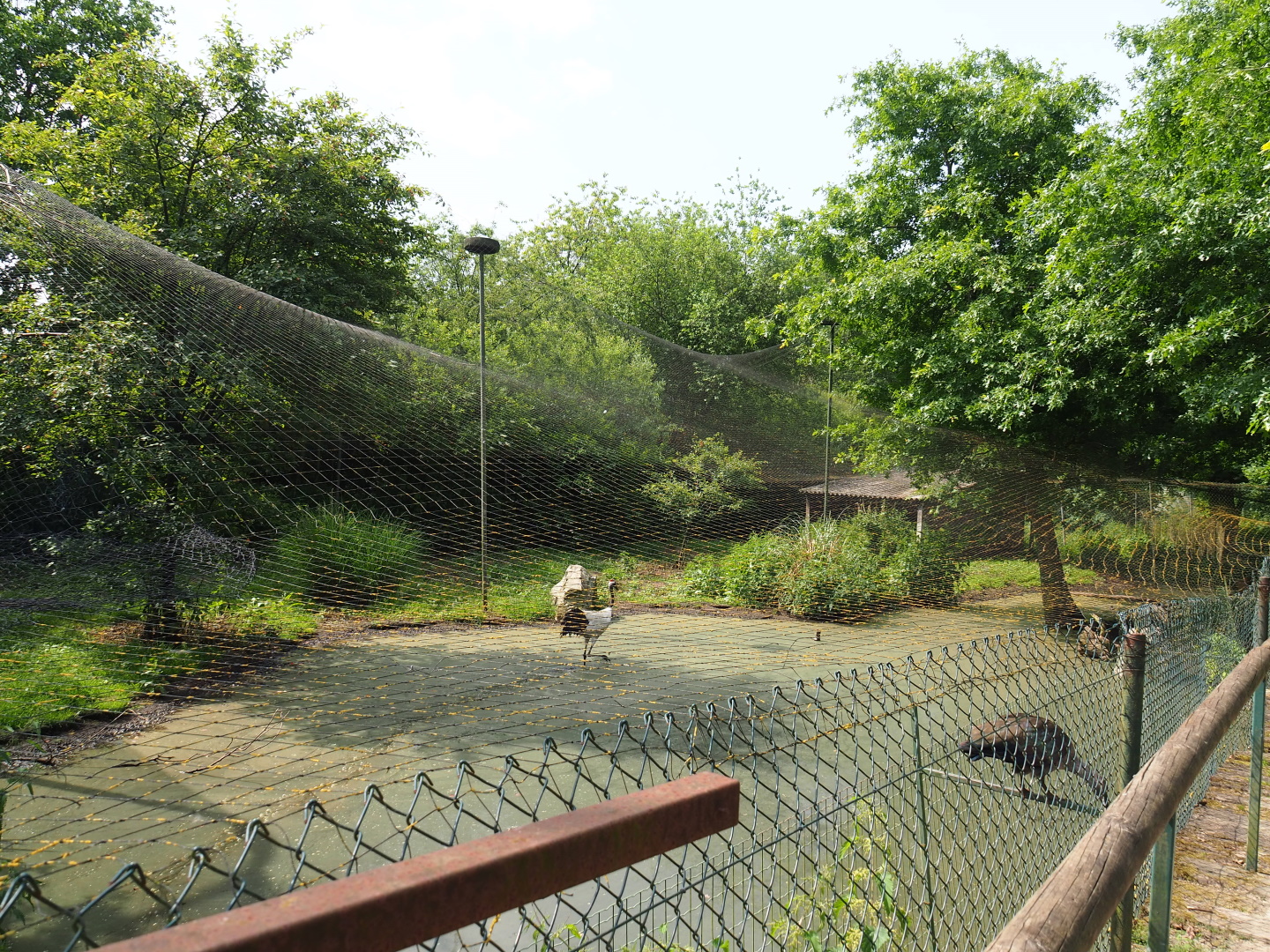 Red-crowned crane, Hadada ibis and Baer's pochard aviary, 2021-06-15