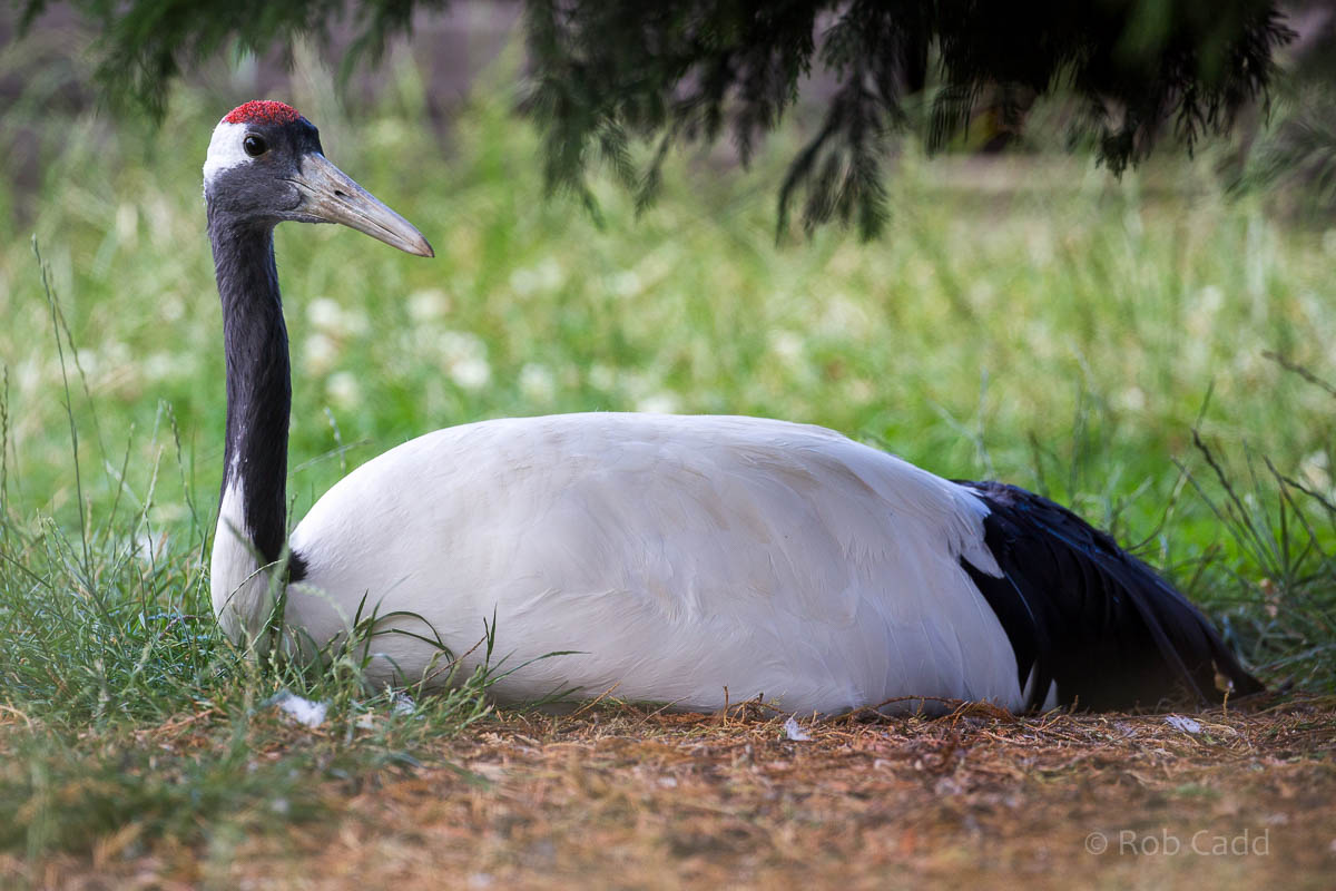 Red-crowned crane : Hamerton : 09 Aug 2015