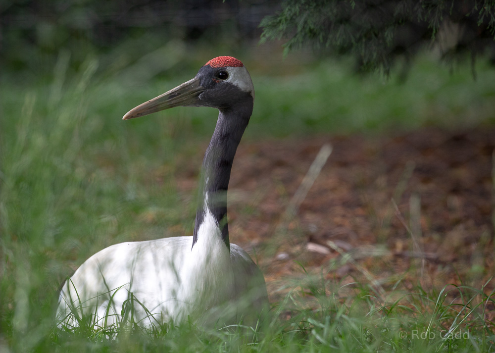 Red-crowned crane : Hamerton : 14 Jul 2019