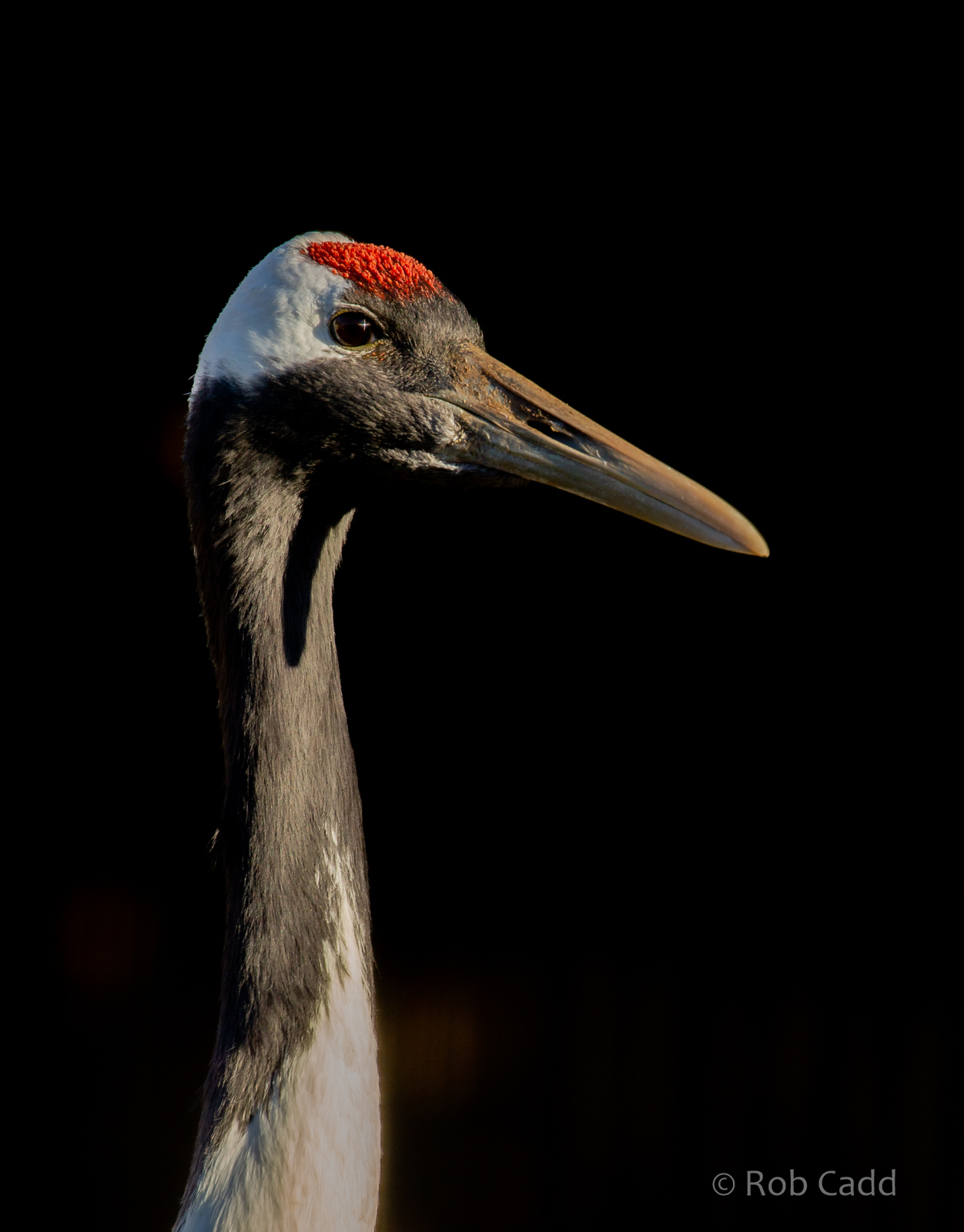 Red-crowned crane : Hamerton : 20 Jan 2023