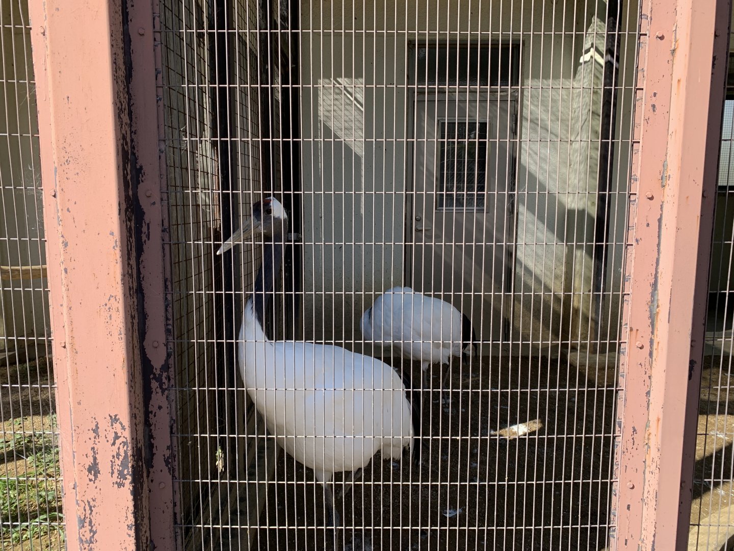 Red-crowned Crane (Himeji City Zoo)