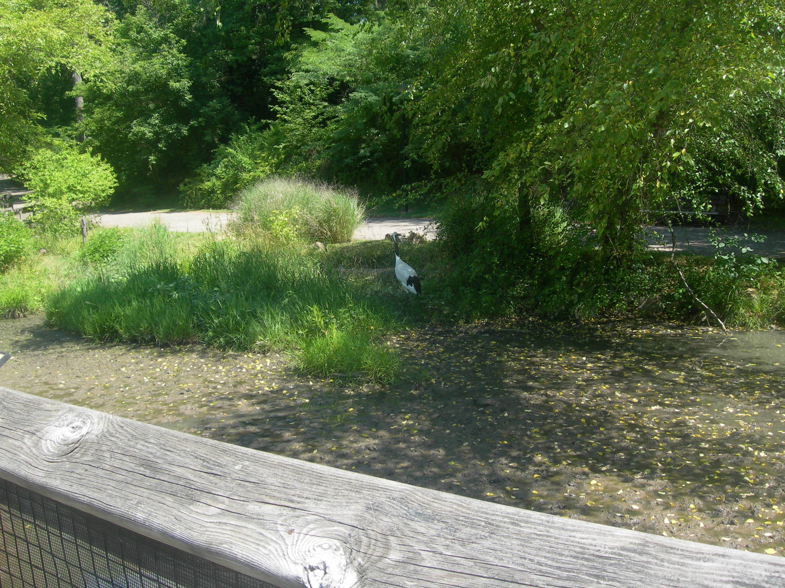 Red Crowned Crane in Marsh Exhibit