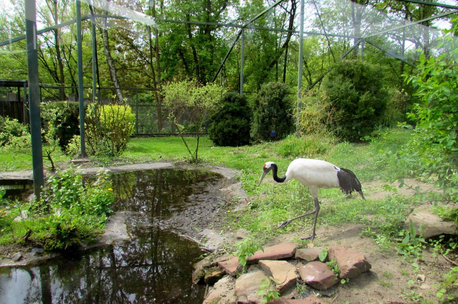 Red-crowned Crane indoor exhibit - 05/2015