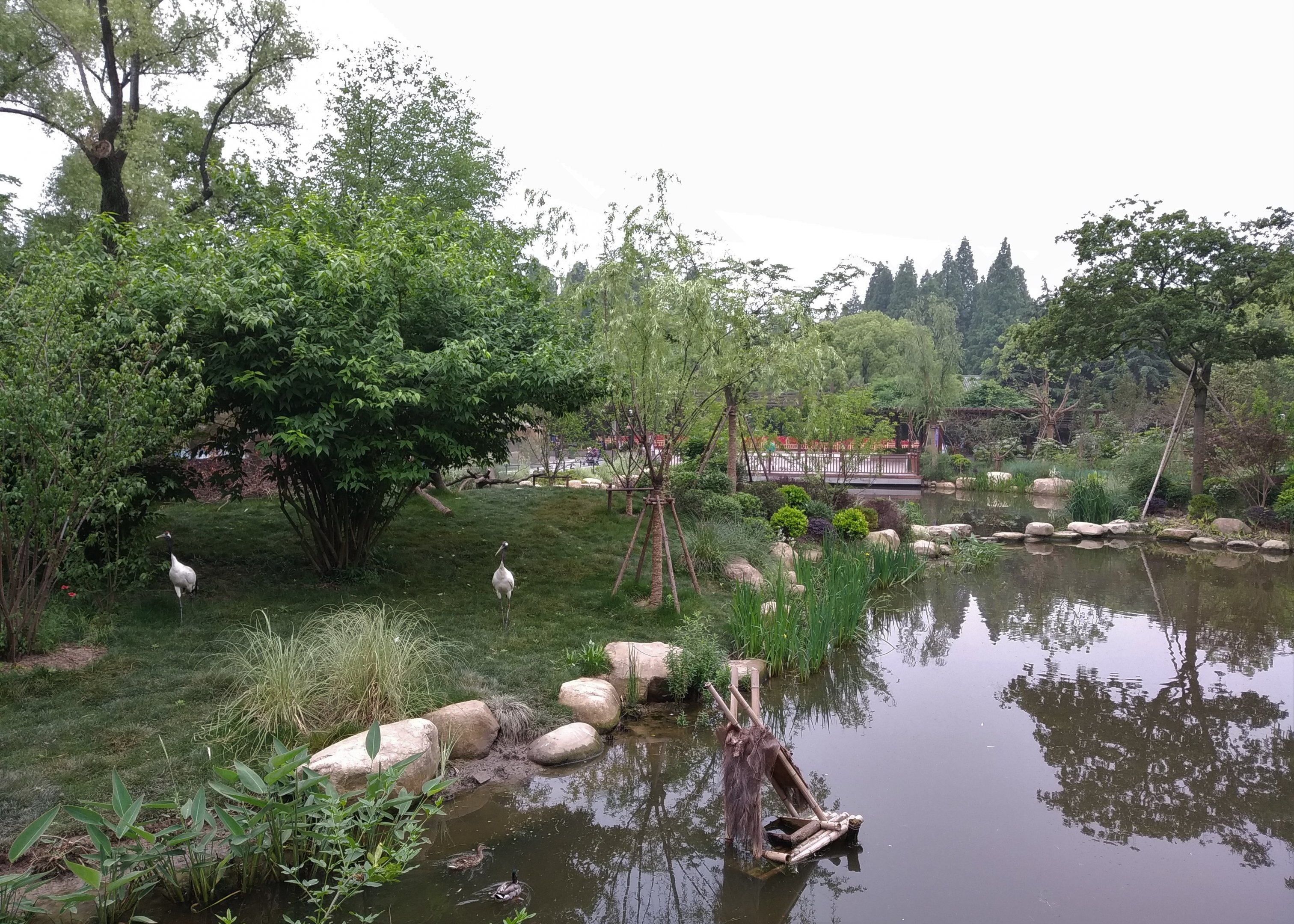 Red-crowned Crane Island