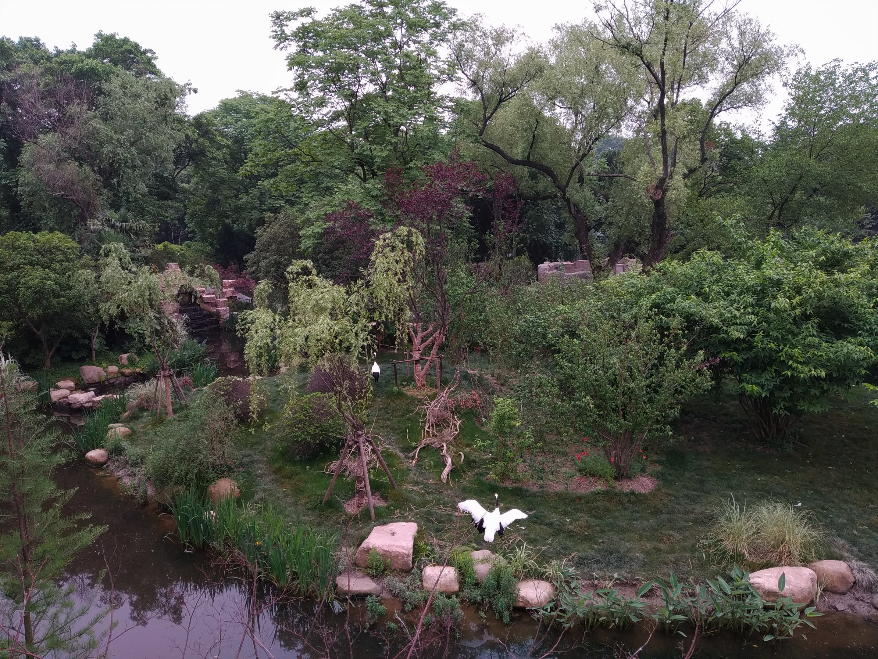 Red-crowned Crane Island