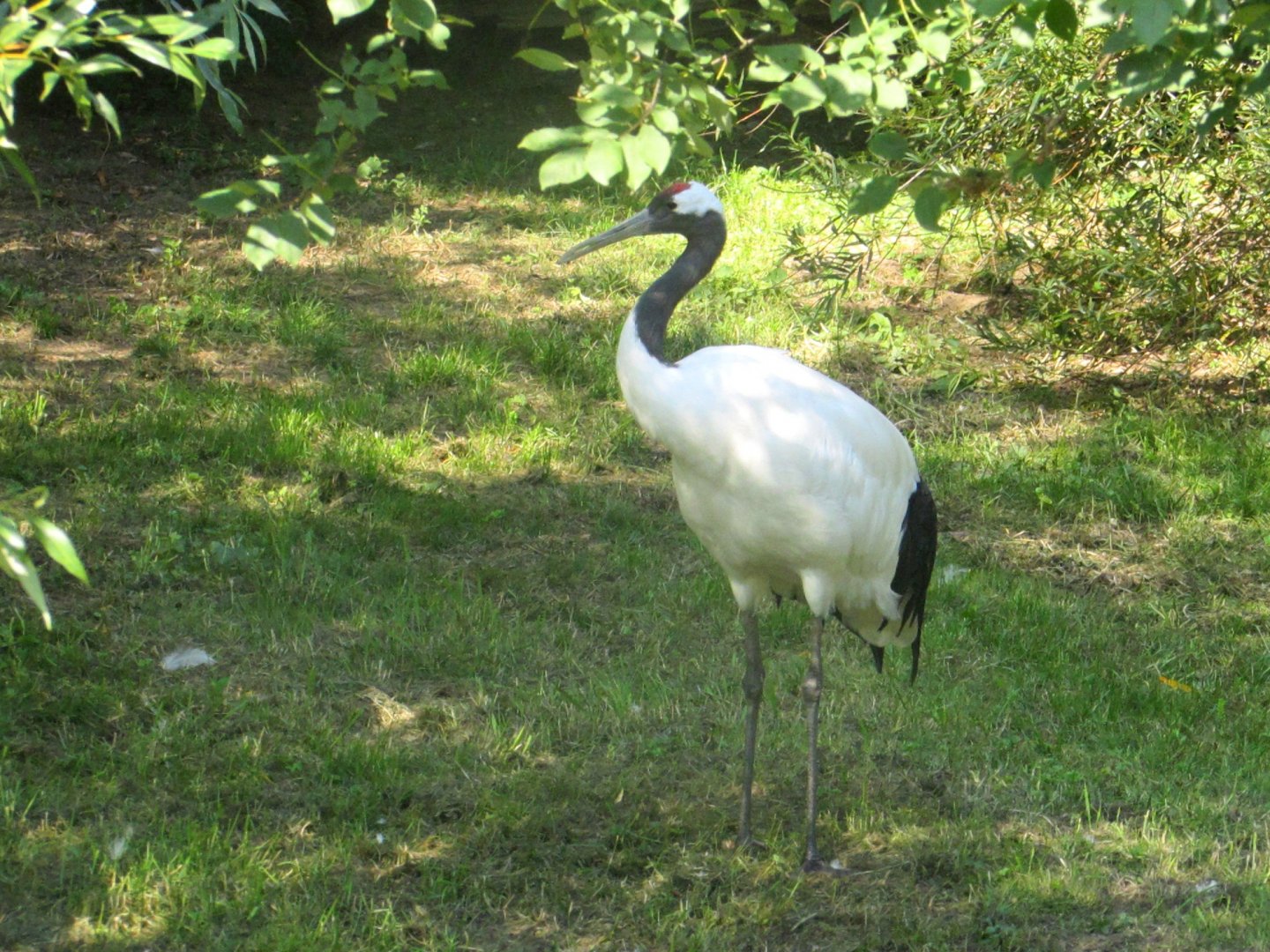 Red-crowned Crane - July/2017