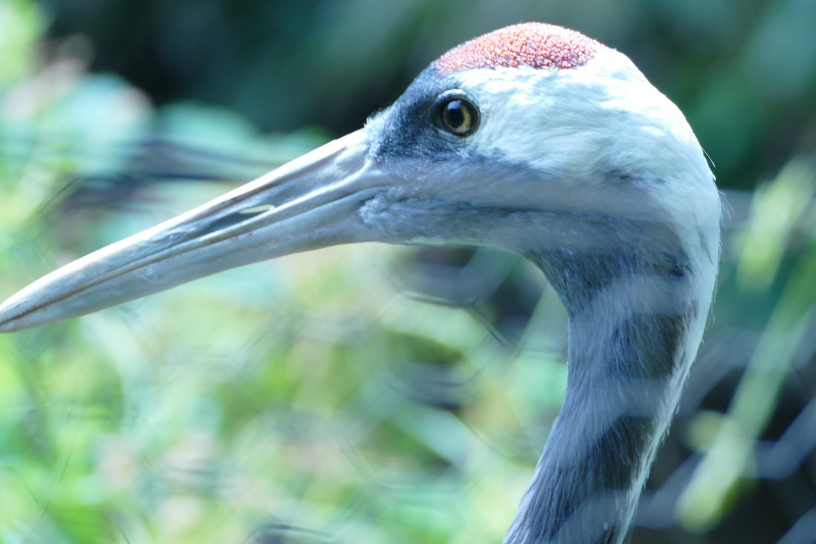 Red-crowned Crane, July 2022