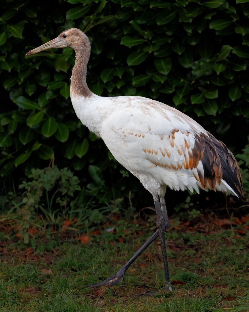 Red-crowned Crane Juvenile / Pensthorpe / 29-11-21